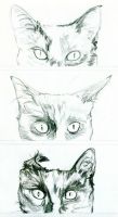 A Study of Cat\'s Ears